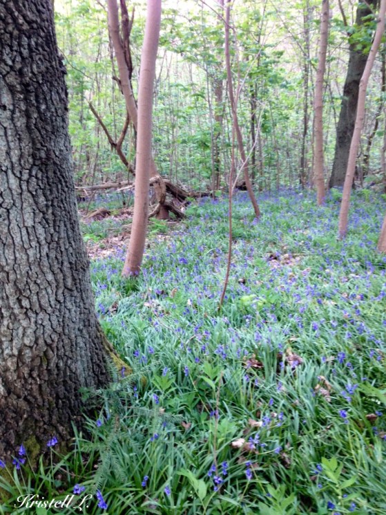 promenade-au-paradis