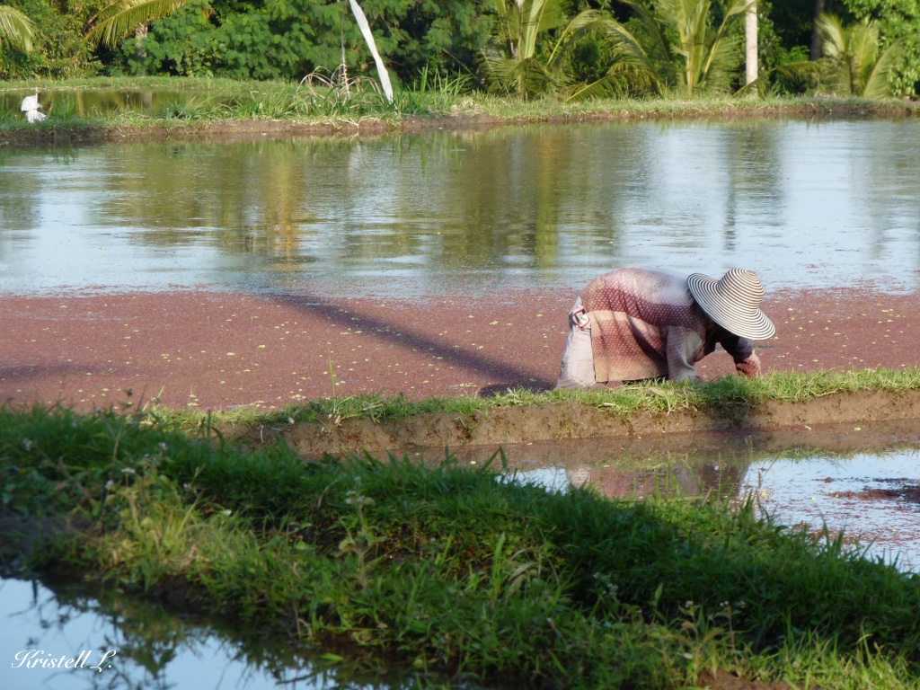 les-mains-dans-les-rizieres